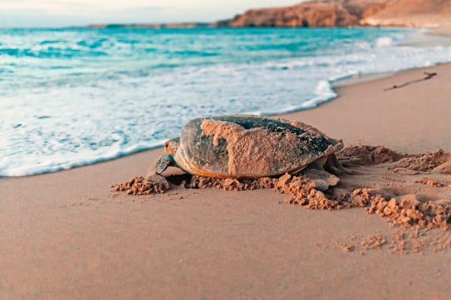tartaruga spiaggia di Al Jinz